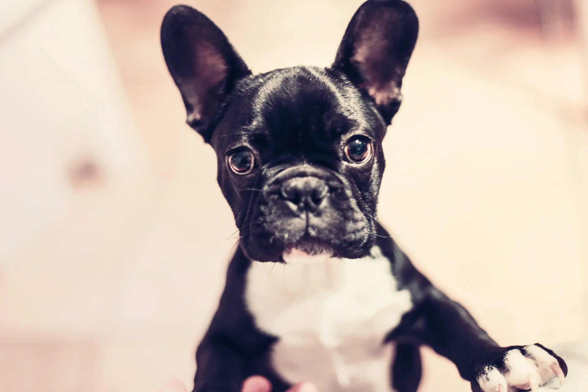 A black French bulldog looking straight at the camera